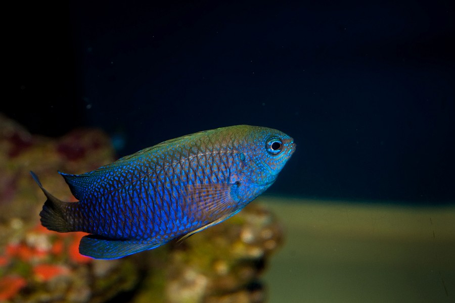 Allens or Neon Damselfish (Pomacentrus alleni) in Aquarium